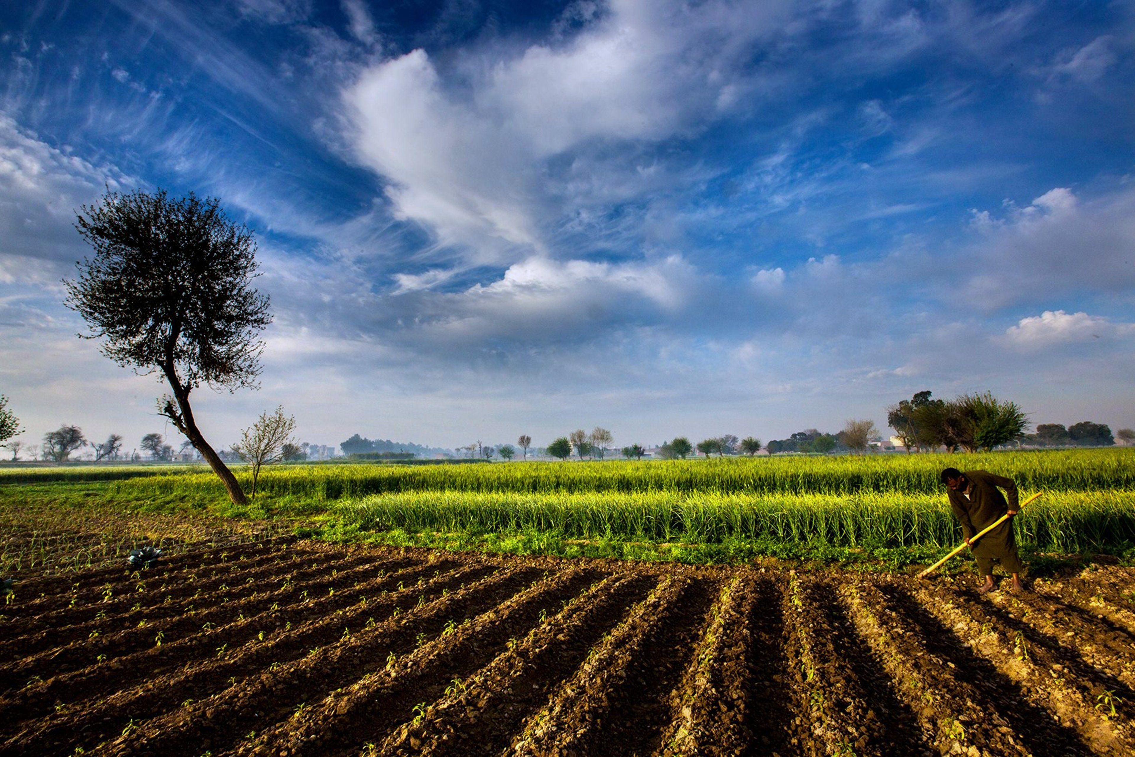 Seed production farm in Punjab